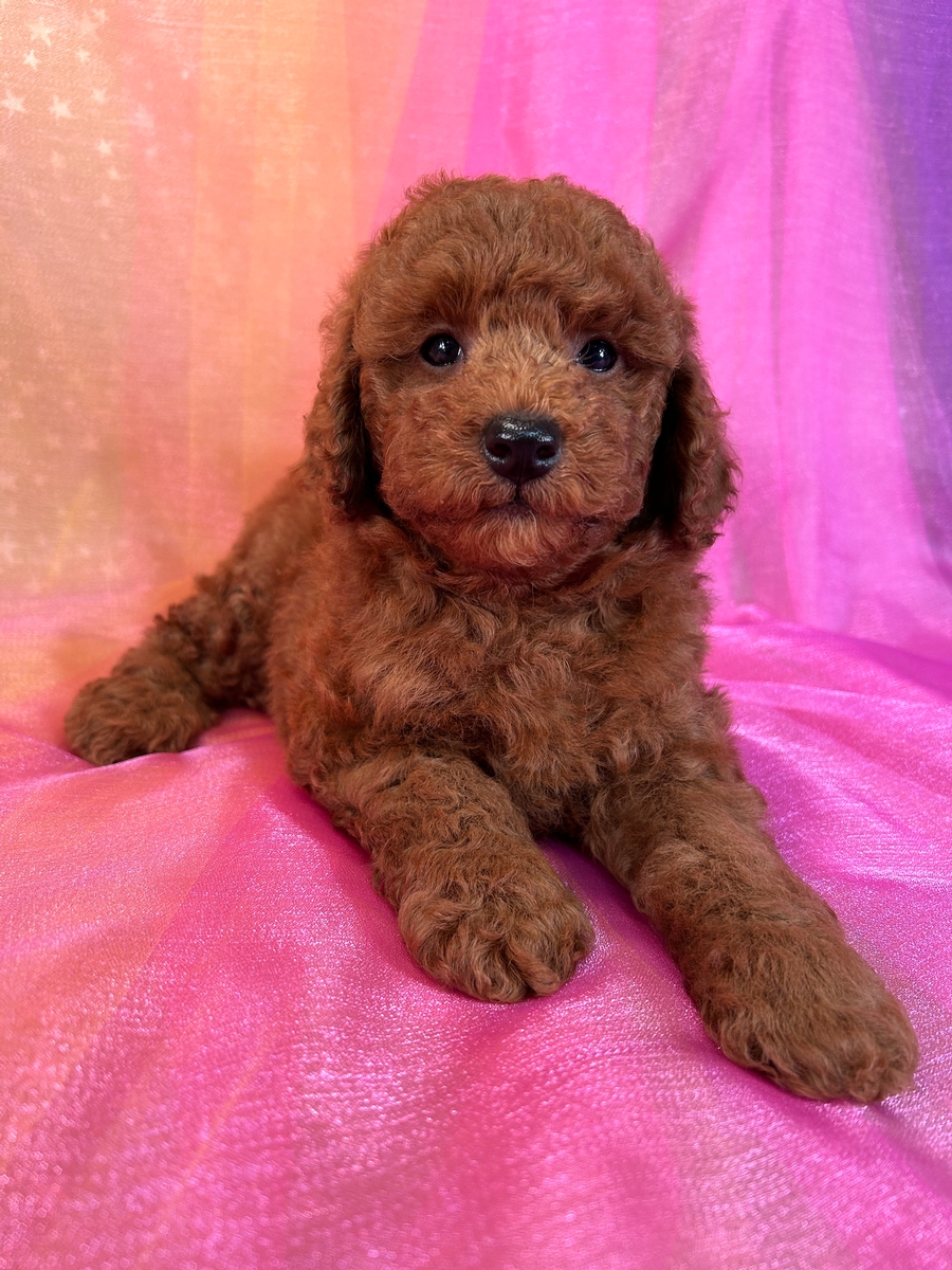 New Lower Price! Dark Red Male Mini Bernedoodle Puppy for Sale DOB 5-20-2024 $600